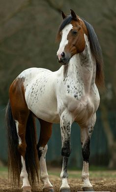 a brown and white horse standing on top of a dirt field with trees in the background