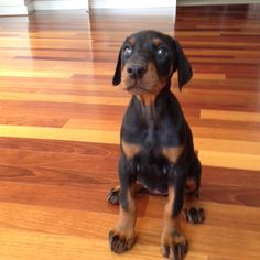 a black and brown dog sitting on top of a hard wood floor