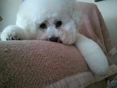 a white poodle laying on top of a bed next to a pillow and blanket