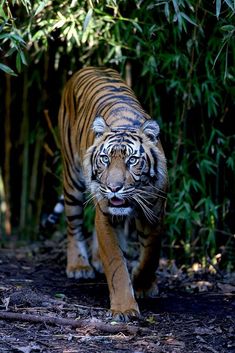 a tiger walking down a path in the woods