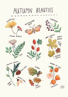 an autumn poster with leaves, berries and other things to eat in the fall season