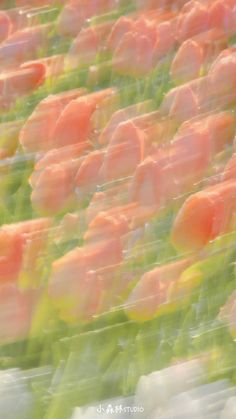 many orange flowers are in plastic containers