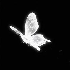 a white butterfly flying through the air at night