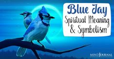 Blue Jay Spiritual Meaning and Symbolism: What Does Seeing A Blue Jay Mean? Karma Laws, Blue Jay Meaning, Native American Beliefs, Burning Inside, Symbolism Meaning, Waking Up At 3am, Law Of Karma, Minds Journal