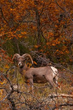 a ram is standing in the brush near some trees with orange leaves on it's branches