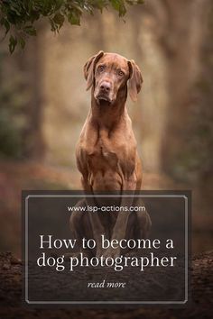 a brown dog sitting on top of a dirt road next to a tree with the words how to become a dog photographer read more