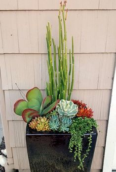 a planter with succulents and other plants in it