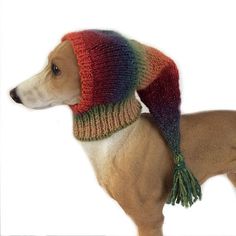 a brown dog wearing a multicolored knitted hat and scarf with tassels