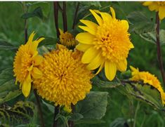 some yellow flowers are growing in the grass