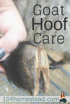 a person holding an animal's tail with the words goat hoof care on it