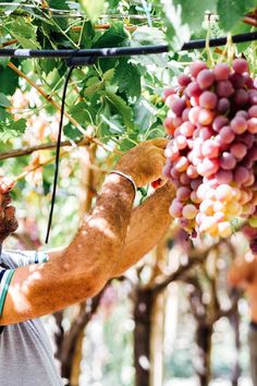 a man picking grapes from a vine