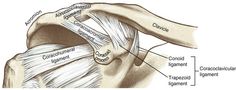 an image of the neck and shoulder with different parts labeled in it's diagram