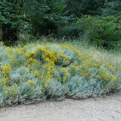 a bush with yellow flowers in the middle of a dirt road next to some trees