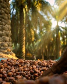 the ground is covered with nuts and palm trees