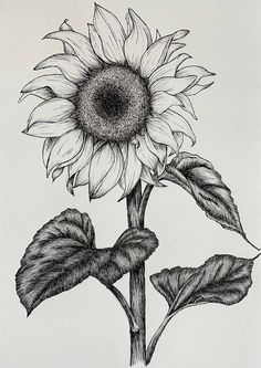 Sunflower Tattoo Sketch Design, Sunflower Sketch Aesthetic, Sunflower Ink Drawing, Sunflower Stippling, Drawing A Sunflower, Nature Tattoo Drawings, Sunflower Sketch Pencil, Sunflower Aesthetic Drawing, Half Sunflower Drawing