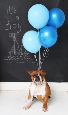 a brown and white dog sitting in front of a chalkboard with blue balloons on it