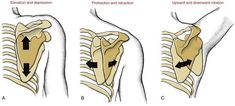 an image of the back and shoulder muscles