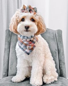 a small white dog sitting on top of a gray chair wearing a plaid bandana