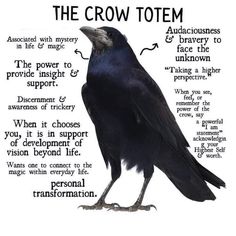 Crow Facts, Crow Spirit Animal, Crow Totem, Spirit Animal Meaning, Animal Meanings, Animal Spirit Guides, Animal Guides