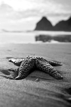 a starfish is laying on the sand at the beach