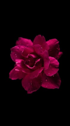 a pink flower with water droplets on it's petals in the dark, against a black background