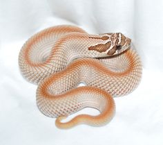 a large orange and white snake on a white surface with its head turned to the side