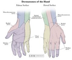 the hand and wrist muscles are labeled in this diagram