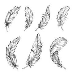 six feathers drawn in ink on white paper