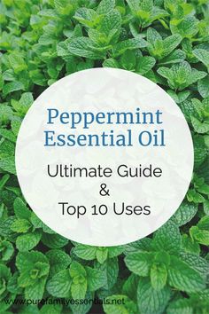 Peppermint essential oil is a popular and versatile oil with many purposes. Here are the top 10 uses for peppermint essential oil, including its benefits as an air purifier, stress reducer, mood enhancer and more! Dust off that peppermint bottle and put this ultimate guide to peppermint essential oil to good use! Healing Remedies, Aromatic Plant, Natural Healing Remedies