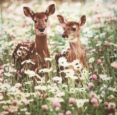 two baby deer standing next to each other on a field with flowers and grass in the background