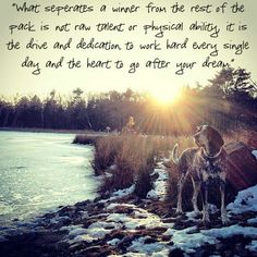 a dog standing on top of a snow covered field next to a lake with the sun shining down