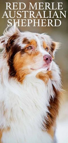 a red merle australian shepherd dog looking at the camera