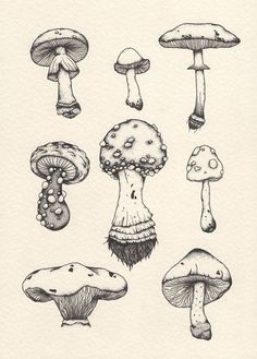 an ink drawing of different types of mushrooms