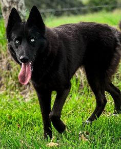 a black dog standing in the grass with its tongue hanging out