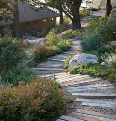 a wooden walkway surrounded by trees and bushes