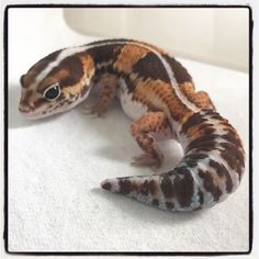 a striped gecko sitting on top of a white surface