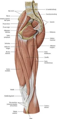 the muscles are labeled in this diagram