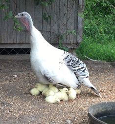 a large white bird standing on top of some small chicks in the dirt next to a fence