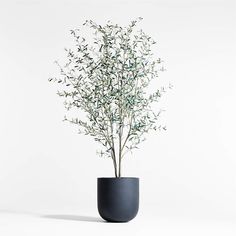 a plant in a black vase on a white background