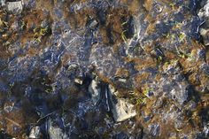 rocks and grass are in the water on the ground, with some green plants growing out of them