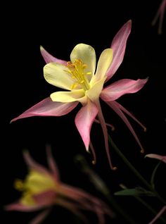 a pink and yellow flower on a black background