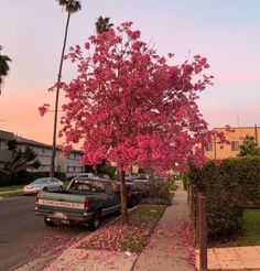 a tree with pink flowers on it next to a sidewalk