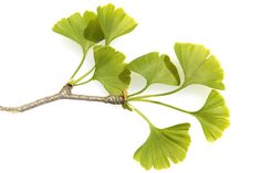 a branch with green leaves on it against a white background