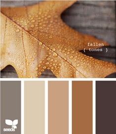 the color palette is brown, green, and gray with an oak leaf on it