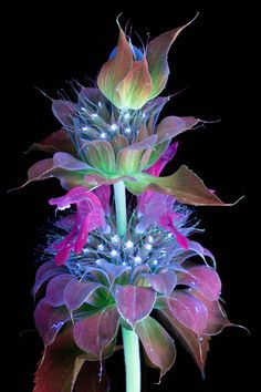 three purple flowers with green leaves on a black background in the night time, lit up by led lights