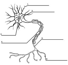 an image of a diagram of the human brain and its functions, including the branches