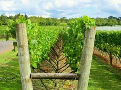 the vines are growing on the wooden posts