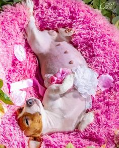 a small dog laying on its back in a pink bed with flowers and leaves around it