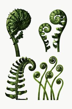 three different types of green plants with spirals on the stems and leaves in them