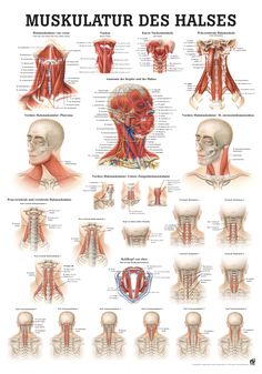 Punkty Spustowe, Face Muscles, Muscles Of The Neck